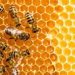 نحوه تولید عسل طبیعی توسط زنبور عسل